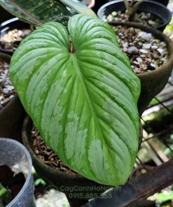 Đặc điểm lá cây Philodendron mamei 'Silver Cloud'