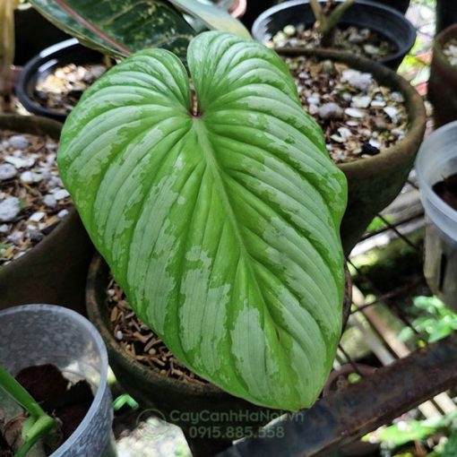 Đặc điểm lá cây Philodendron mamei 'Silver Cloud'