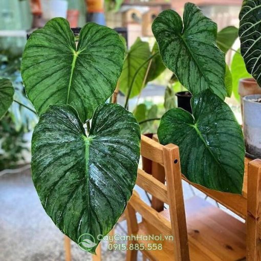 Địa chỉ bán cây Philodendron Mamei Silver Cloud nhiều kích thước