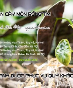 Nơi bán cây môn rồng tím tại Hà Nội