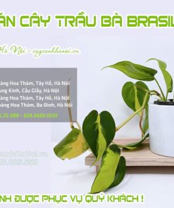 Các cửa hàng bán cây trầu bà Brasil tại Hà Nội