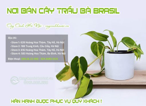 Các cửa hàng bán cây trầu bà Brasil tại Hà Nội