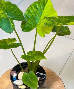 giá bán cây Alocasia Gageana Aurea