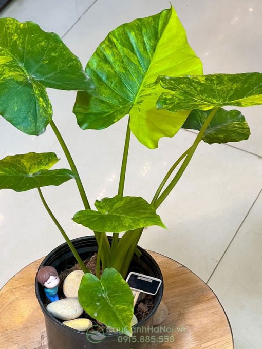 giá bán cây Alocasia Gageana Aurea