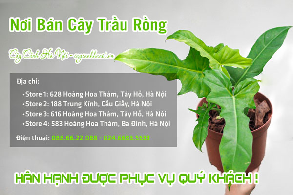 Hệ thống có cửa hàng bán cây trầu rồng tại Hà Nội