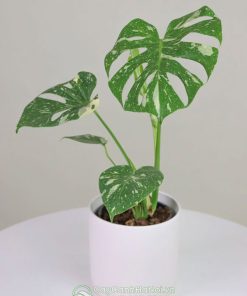 Lưu ý khi tồng và chăm sóc cây Monstera Thai Constellation