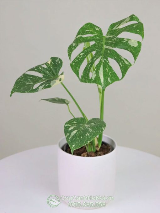 Lưu ý khi tồng và chăm sóc cây Monstera Thai Constellation