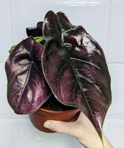 Môn rồng tím có tên khoa học là Alocasia Azlanii