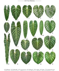 Nguồn gốc cây trầu bà lá bạc - philodendron mamei silver cloud