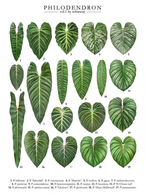 Nguồn gốc cây trầu bà lá bạc - philodendron mamei silver cloud