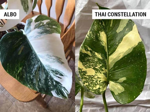 Phân biệt cây Monstera Thai Constellation và cây Monstera Albo