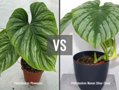 Phân biệt cây Philodendronn Plowmanii vanPhilodendron Mamei Silver Cloud