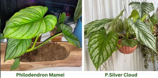 Phân biệt hai loại Philodendron Mamei