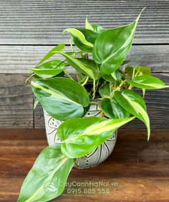 philodendron rio