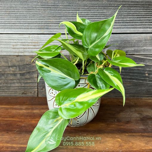 philodendron rio