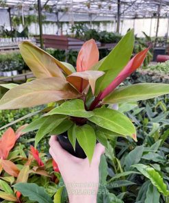 Trầu bà hồng đế có tên gọi khoa học là Philodendron ‘Red King’