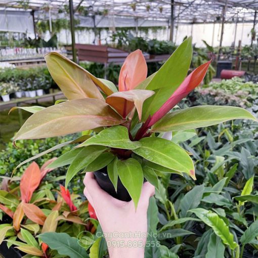 Trầu bà hồng đế có tên gọi khoa học là Philodendron ‘Red King’