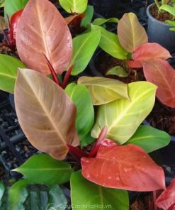 Bán cây philodendron red cherry nhiều kích thước