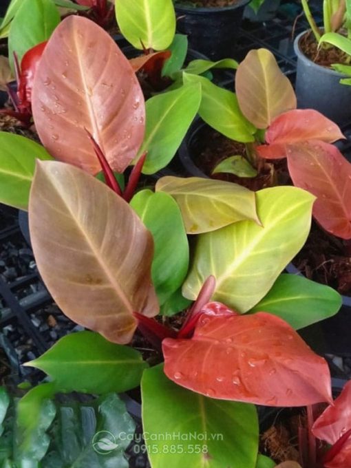 Bán cây philodendron red cherry nhiều kích thước