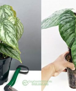 Cách phân biệt cây Philodendron Brandtianum và cây Philodendron sodiroi