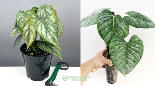 Cách phân biệt cây Philodendron Brandtianum và cây Philodendron sodiroi