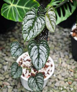 Cách phân biết cây Philodendron brandtianum