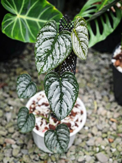 Cách phân biết cây Philodendron brandtianum