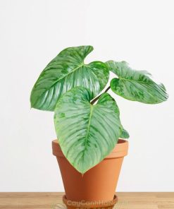 Cách phân biệt cây philodendron sodiroi