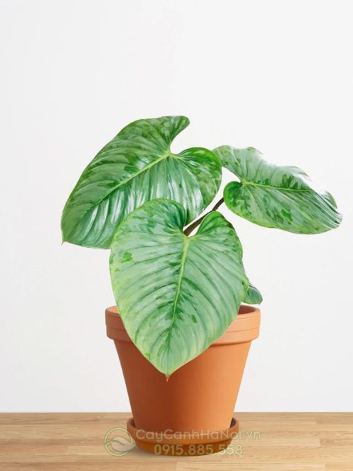 Cách phân biệt cây philodendron sodiroi