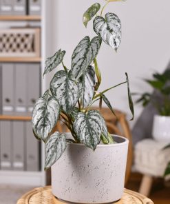 Cây Philodendron Brandtianum sở hữu ngoại hinh ấn tượng