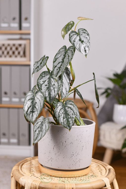 Cây Philodendron Brandtianum sở hữu ngoại hinh ấn tượng