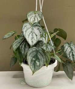 Cây Philodendron Brandtianum có ngoại hình ấn tượng