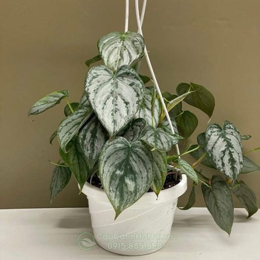 Cây Philodendron Brandtianum có ngoại hình ấn tượng