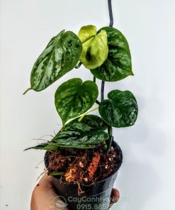 Cây Philodendron Brandtianum dạng bụi