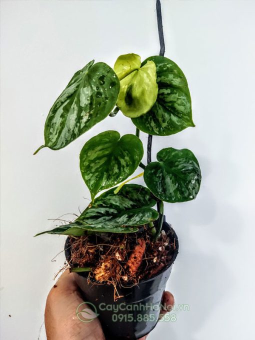 Cây Philodendron Brandtianum dạng bụi