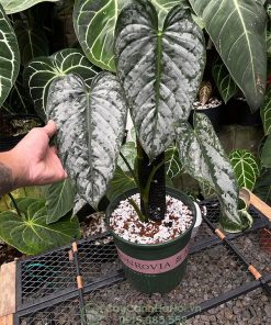 Cây Philodendron Brandtianum leo cột