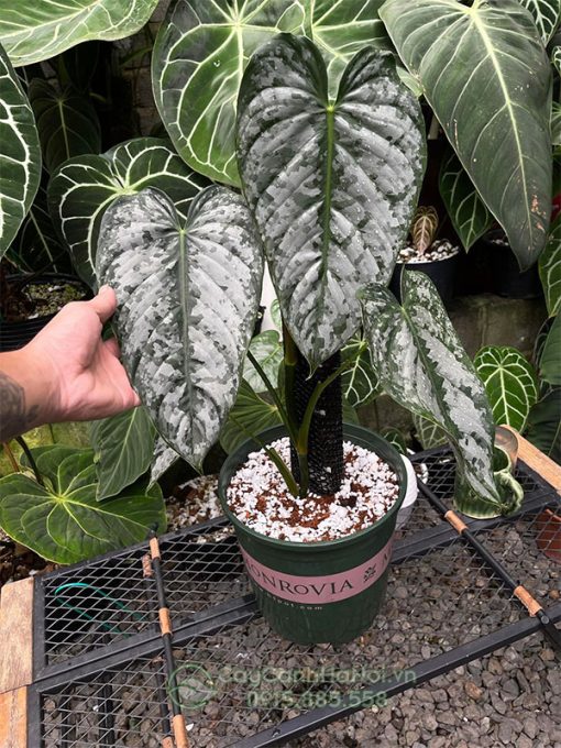 Cây Philodendron Brandtianum leo cột