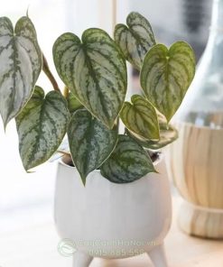 Cây Philodendron Brandtianum mang đến nhiều may mắn