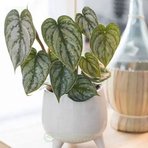 Cây Philodendron Brandtianum mang đến nhiều may mắn