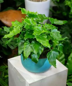 Cây Philodendron 'Little Hope' mang đến nhiều điều may mắn