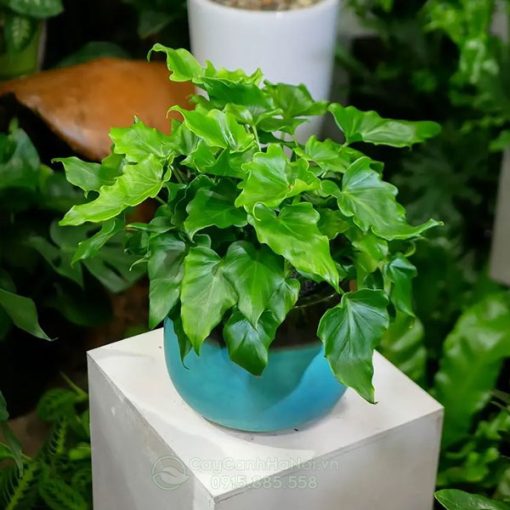 Cây Philodendron 'Little Hope' mang đến nhiều điều may mắn