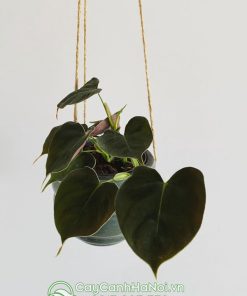 Cây Philodendron Lupinum trồng chậu treo