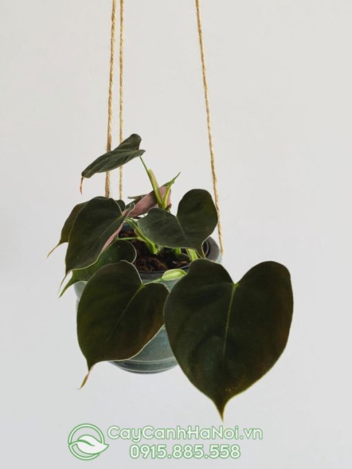 Cây Philodendron Lupinum trồng chậu treo