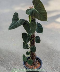 Cây Philodendron Lupinum leo cột