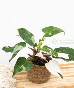 Cây Philodendron ‘White Princess hợp mệnh kim