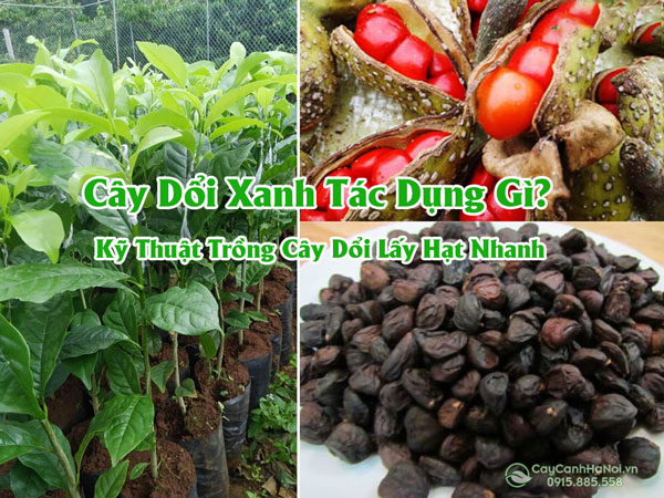 Cây Dổi Xanh Tác Dụng Gì? Kỹ Thuật Trồng Cây Dổi Lấy Hạt Nhanh