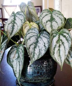 Cây philodendron brandtianum trang trí bàn làm việc đẹp