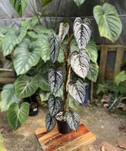 Cây philodendron brandtianum lọc khí tốt