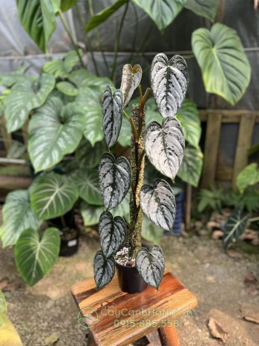 Cây philodendron brandtianum lọc khí tốt