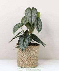 Cây philodendron brandtianum trồng chậu để bàn đẹp